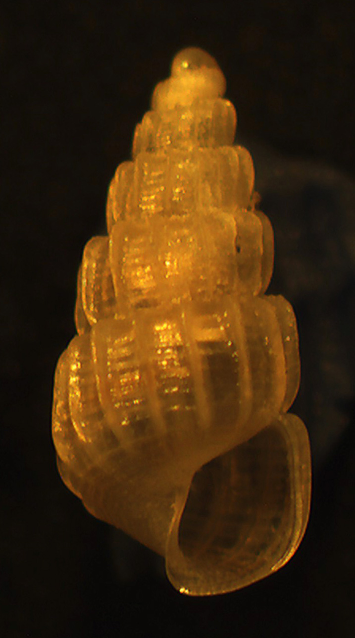 Chrysallida doliolum?